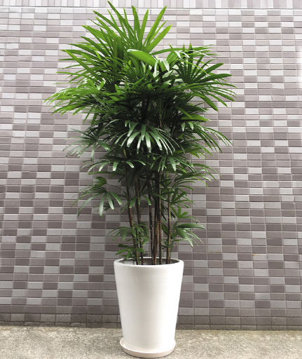 観葉植物