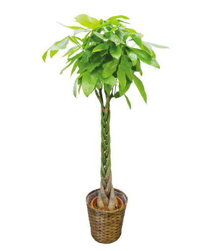 観葉植物