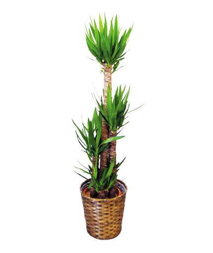 観葉植物